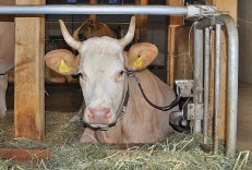 Meldepflicht bei dauernder Anbindehaltung von Rindern