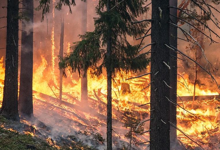 Der Wald steht in Flammen